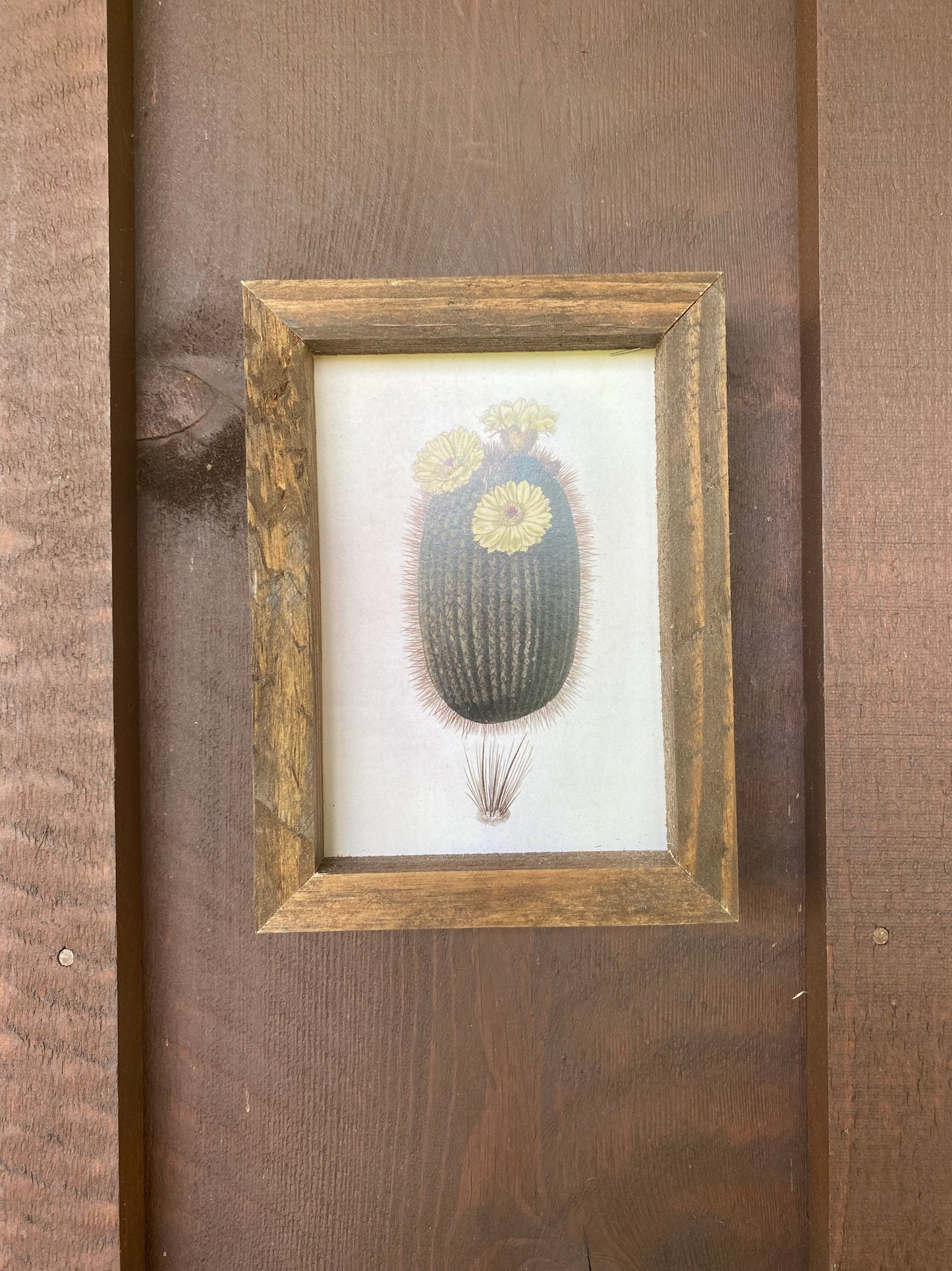 Barrel Cactus