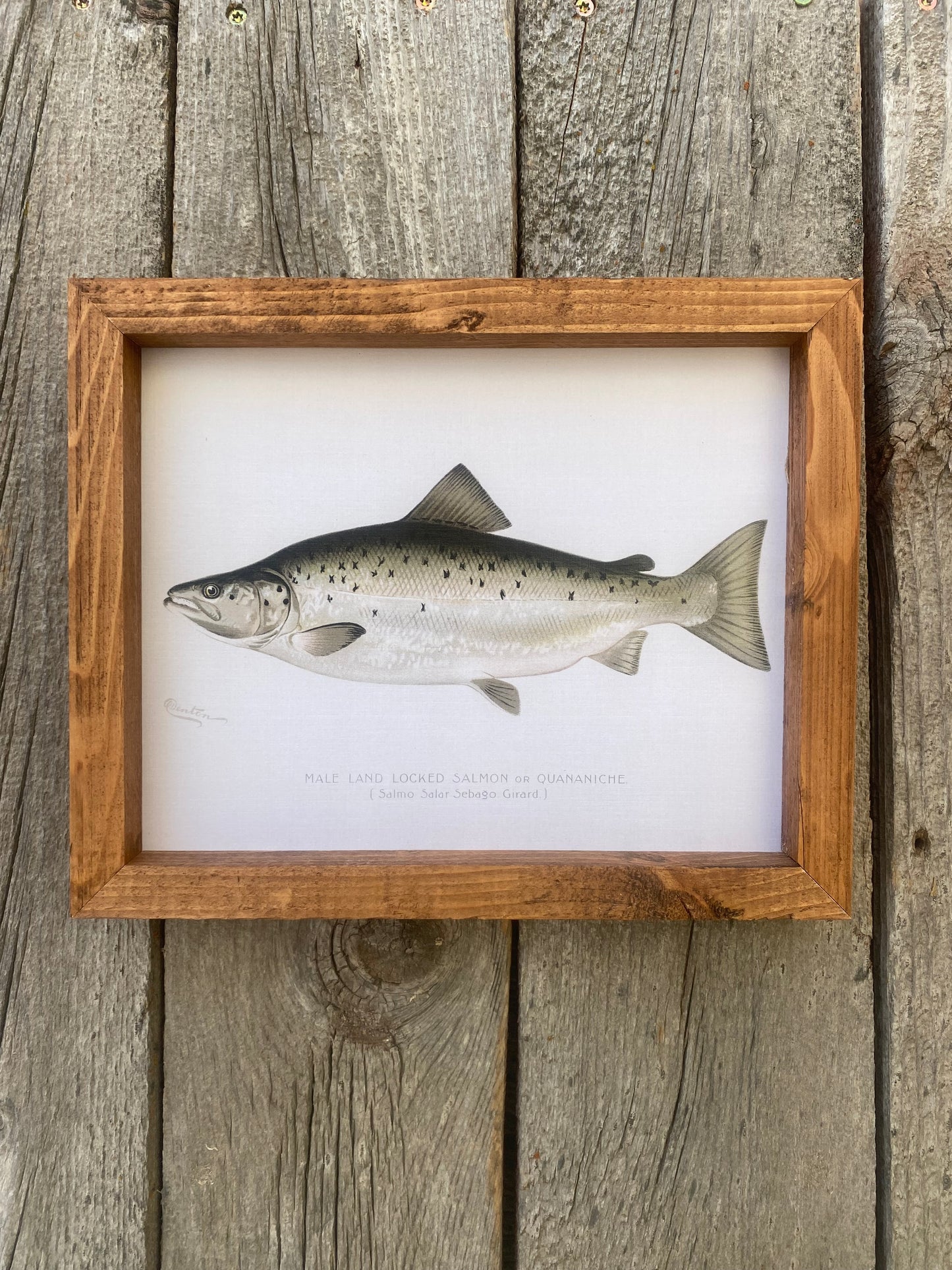 Male Land Locked Salmon