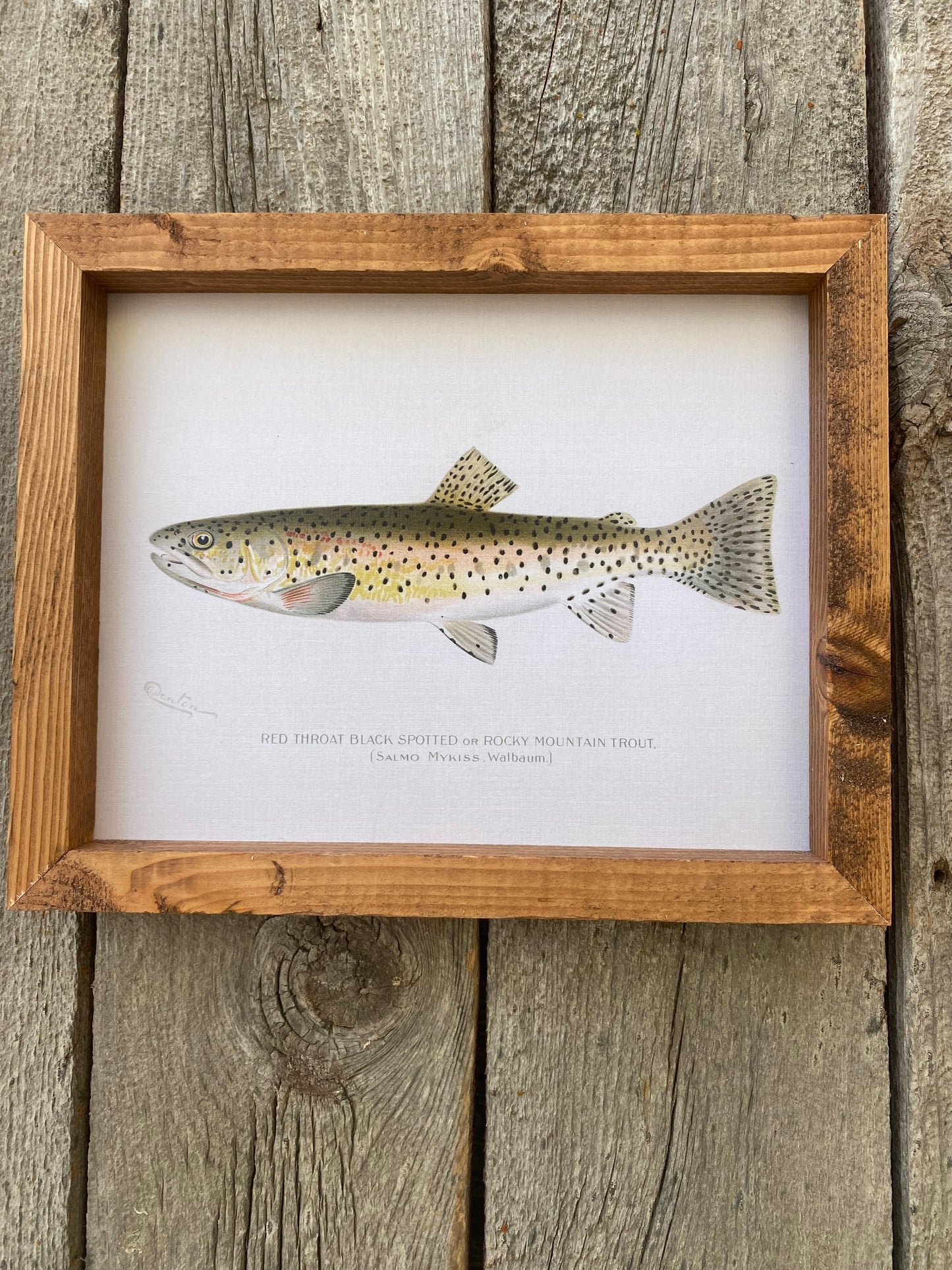 Rocky Mountain Trout