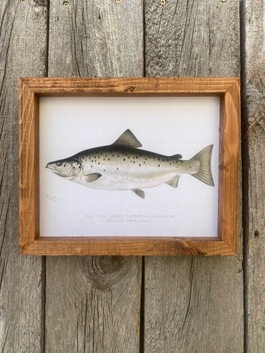 Male Land Locked Salmon