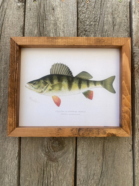 Yellow or Barred Perch