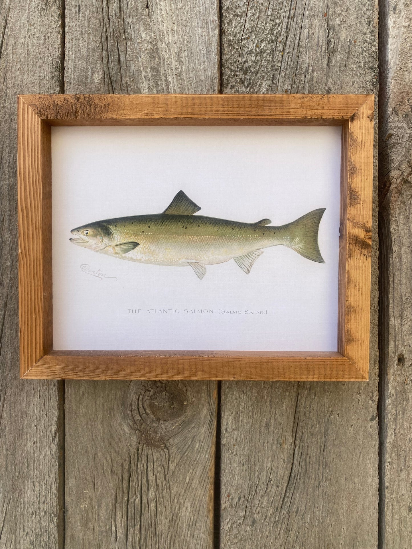 The Atlantic Salmon
