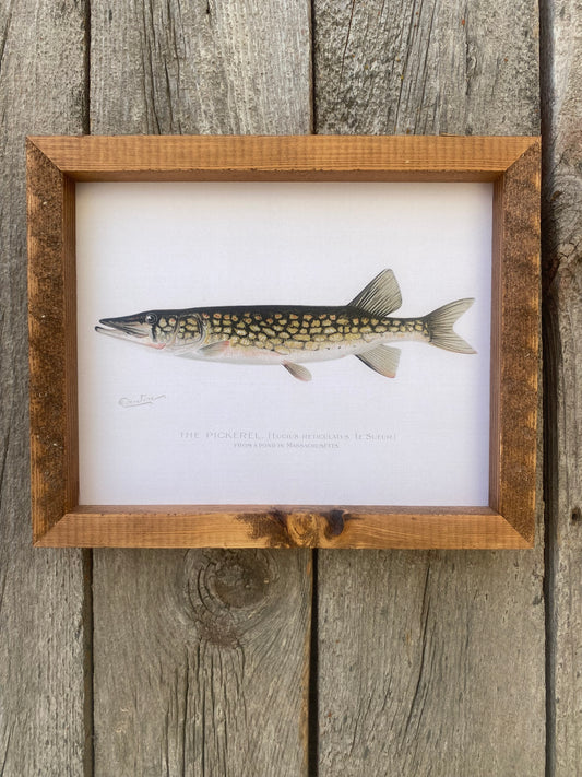 The Pickerel